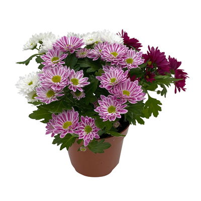 Chrysanthemen 'Swifty Trio', weiß, rosa & dunkelrot, Topf-Ø 12 cm, 6 Pflanzen Chrysanthemen 'Swifty Trio', weiß, rosa & dunkelrot, Topf-Ø 12 cm, 6 Pflanzen