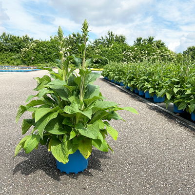 Kölles Beste Fingerhut 'Dalmatian Purple' violett, 3 Liter Topf Kölles Beste Fingerhut 'Dalmatian Purple' violett, 3 Liter Topf