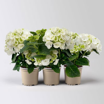 Hortensie weiß, mind. 3 Dolden, Topf-Ø 10 cm, Höhe ca. 20 cm, 3 Pflanzen