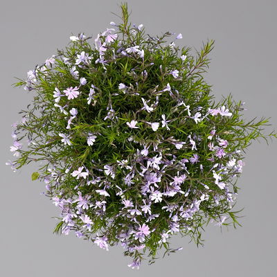 Kölles Beste Polster-Phlox 'Emerald Cushion Blue', 3 Liter Topf Kölles Beste Polster-Phlox 'Emerald Cushion Blue', 3 Liter Topf