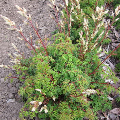 Zwerg-Geißbart 'Filigran', cremeweiß, Topf 11x11 cm, 3 Pflanzen Zwerg-Geißbart 'Filigran', cremeweiß, Topf 11x11 cm, 3 Pflanzen