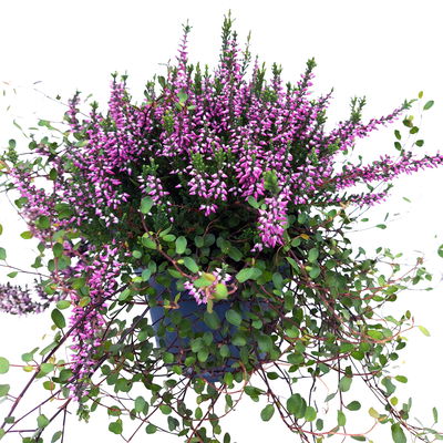 Knospenheide & Mühlenbeckia Mix, rosa, Topf-Ø 13cm, 6 Pflanzen Knospenheide & Mühlenbeckia Mix, rosa, Topf-Ø 13cm, 6 Pflanzen