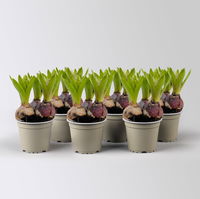 Hyazinthe 'Trio', lila, rosa & blau, vorgetrieben, Topf-Ø 12 cm, 6 Pflanzen Hyazinthe 'Trio', lila, rosa & blau, vorgetrieben, Topf-Ø 12 cm, 6 Pflanzen