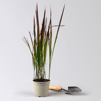 Bio Japanisches Blutgras 'Red Baron', Topf-Ø 12 cm, 3 Pflanzen Bio Japanisches Blutgras 'Red Baron', Topf-Ø 12 cm, 3 Pflanzen