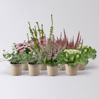 Pflanzenkreation Herbstromantik, rosa-weiß, 8 Pflanzen
