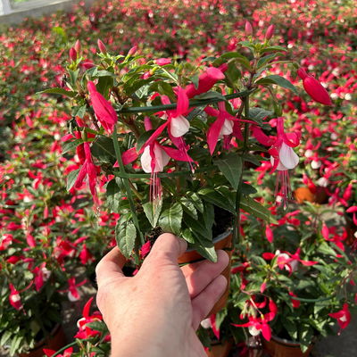 Fuchsien stehend, rot-weiß, Topf-Ø 12 cm, 6er-Set Fuchsien stehend, rot-weiß, Topf-Ø 12 cm, 6er-Set