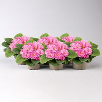 Primel 'PomPom Pink' rosa, gefüllt, Topf-Ø 12 cm, 6er-Set