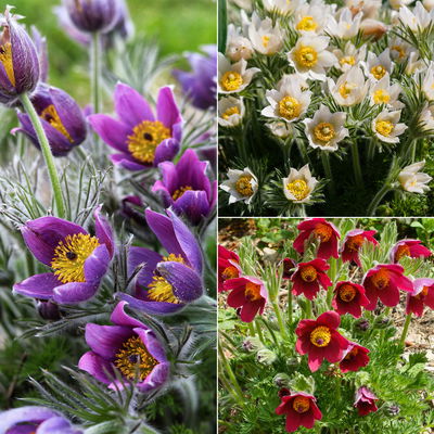 Küchenschelle, Farben zufällig, Topf-Ø 13 cm, 6 Pflanzen Küchenschelle, Farben zufällig, Topf-Ø 13 cm, 6 Pflanzen