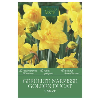 XXL Gefüllte Narzissen Golden Ducat gelb, 5 Blumenzwiebeln XXL Gefüllte Narzissen Golden Ducat gelb, 5 Blumenzwiebeln