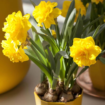 Narzisse 'Holland Chase' gelb, gefüllt, vorgetrieben, Topf-Ø 15 cm, 3 Pflanzen