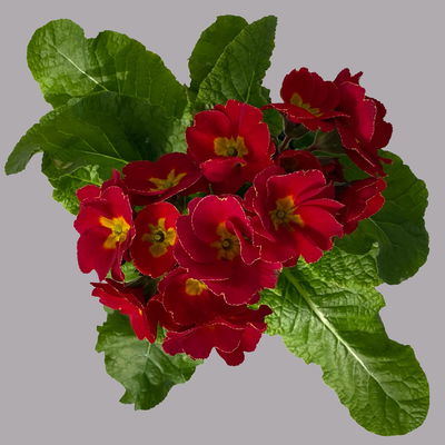 Hohe Schlüsselblume 'Inara® Red' rot, Topf-Ø 13 cm, 6 Pflanzen Hohe Schlüsselblume 'Inara® Red' rot, Topf-Ø 13 cm, 6 Pflanzen