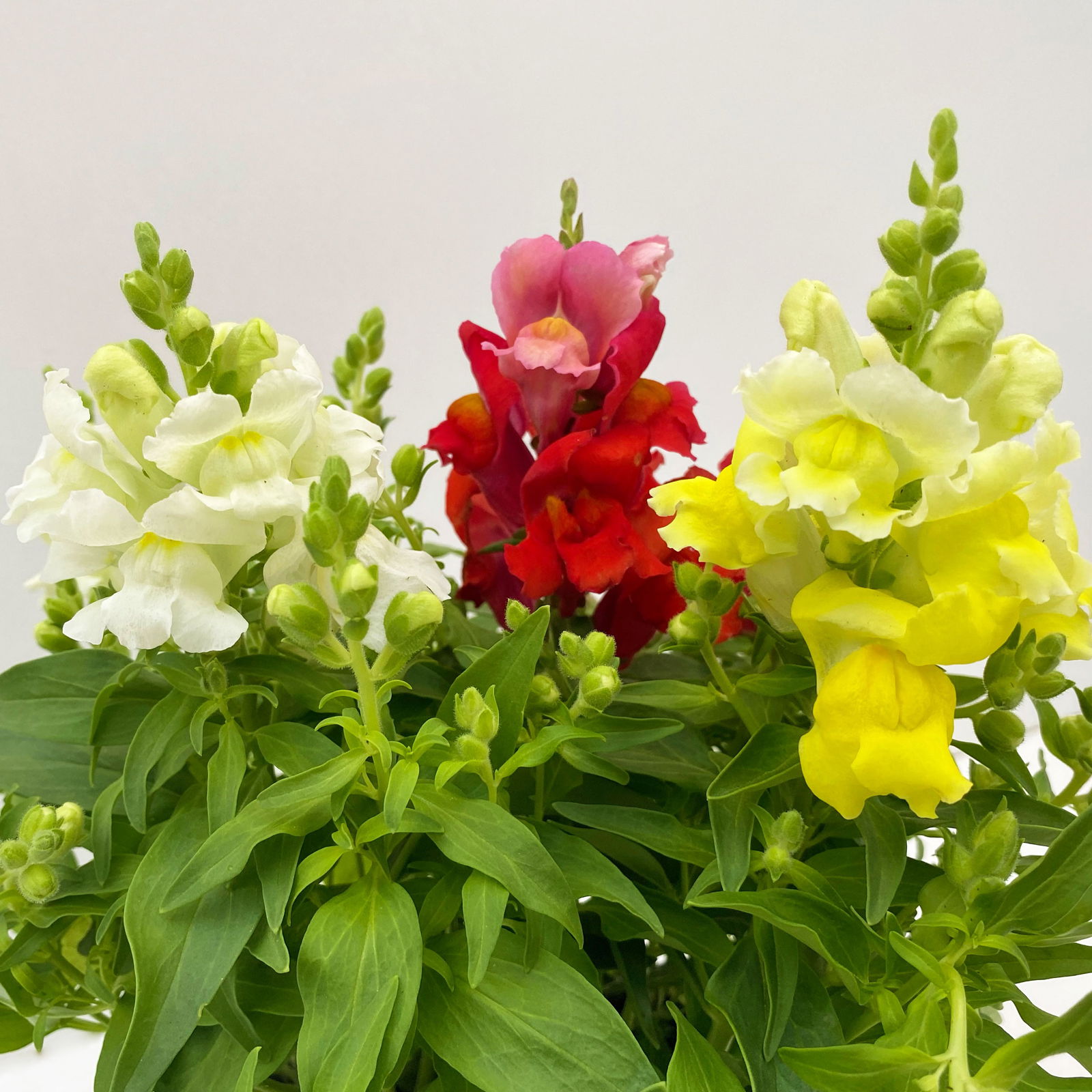 Löwenmäulchen 'Trio', bunt, Topf-Ø 13 cm, 6 Pflanzen
