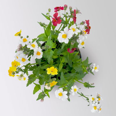 Nemesie 'Trio', 3-farbig, Topf-Ø 13 cm, 6 Pflanzen