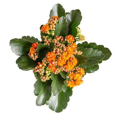 Kalanchoe 'Calandiva'®, gelb&orange, Topf-Ø 12 cm, Höhe ca. 20-30 cm, 6er-Set