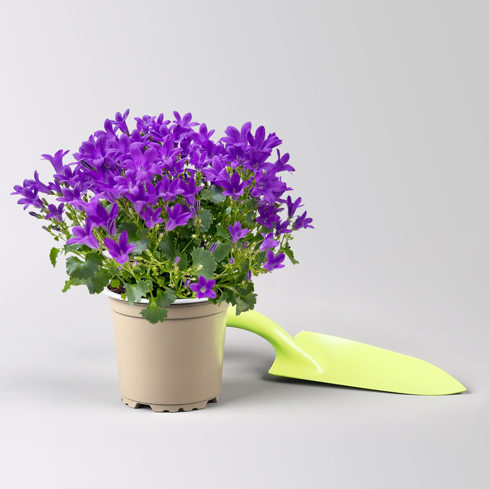 Glockenblume 'Ambella® Intens Purple', blau, Topf-Ø 10,5 cm, 3 Pflanzen