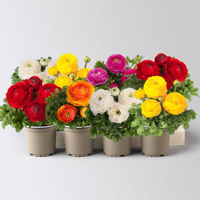 Ranunkel, Farben zufällig, Topf-Ø 10,5 cm, 8 Pflanzen