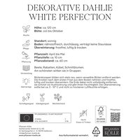 Kölles Beste Dekorative-Dahlie White, 3 Blumenknollen Kölles Beste Dekorative-Dahlie White, 3 Blumenknollen