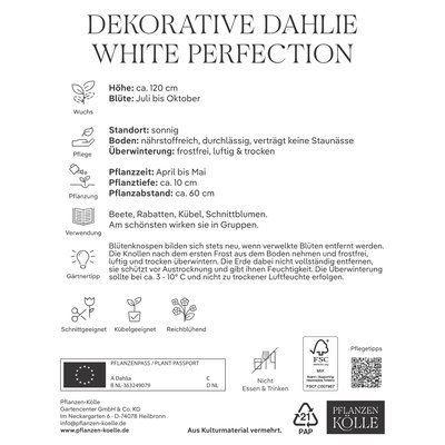 Kölles Beste Dekorative-Dahlie White, 3 Blumenknollen Kölles Beste Dekorative-Dahlie White, 3 Blumenknollen