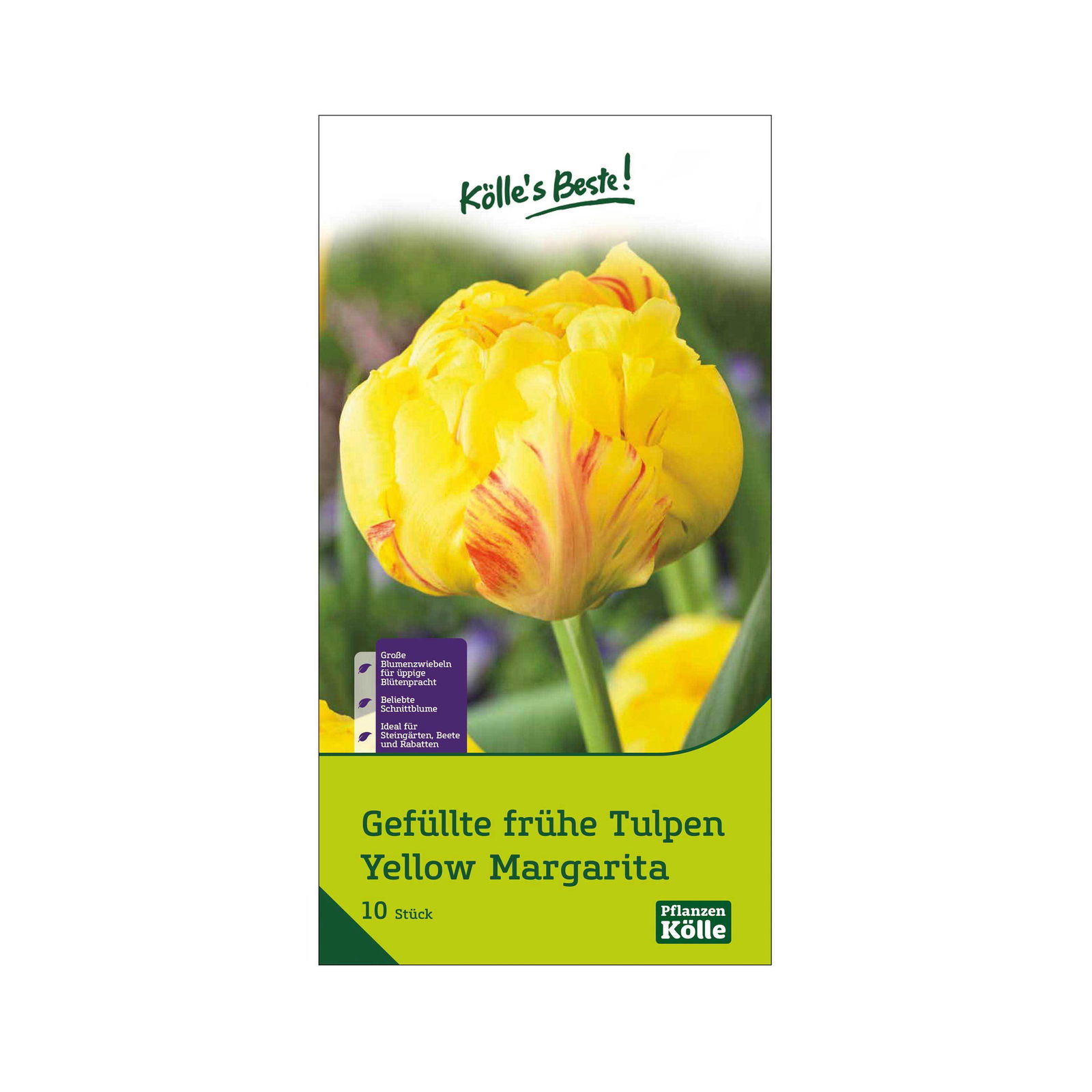 Tulpen 'Yellow/Margarita', Gelb, 10 Blumenzwiebeln, Größe 11/12