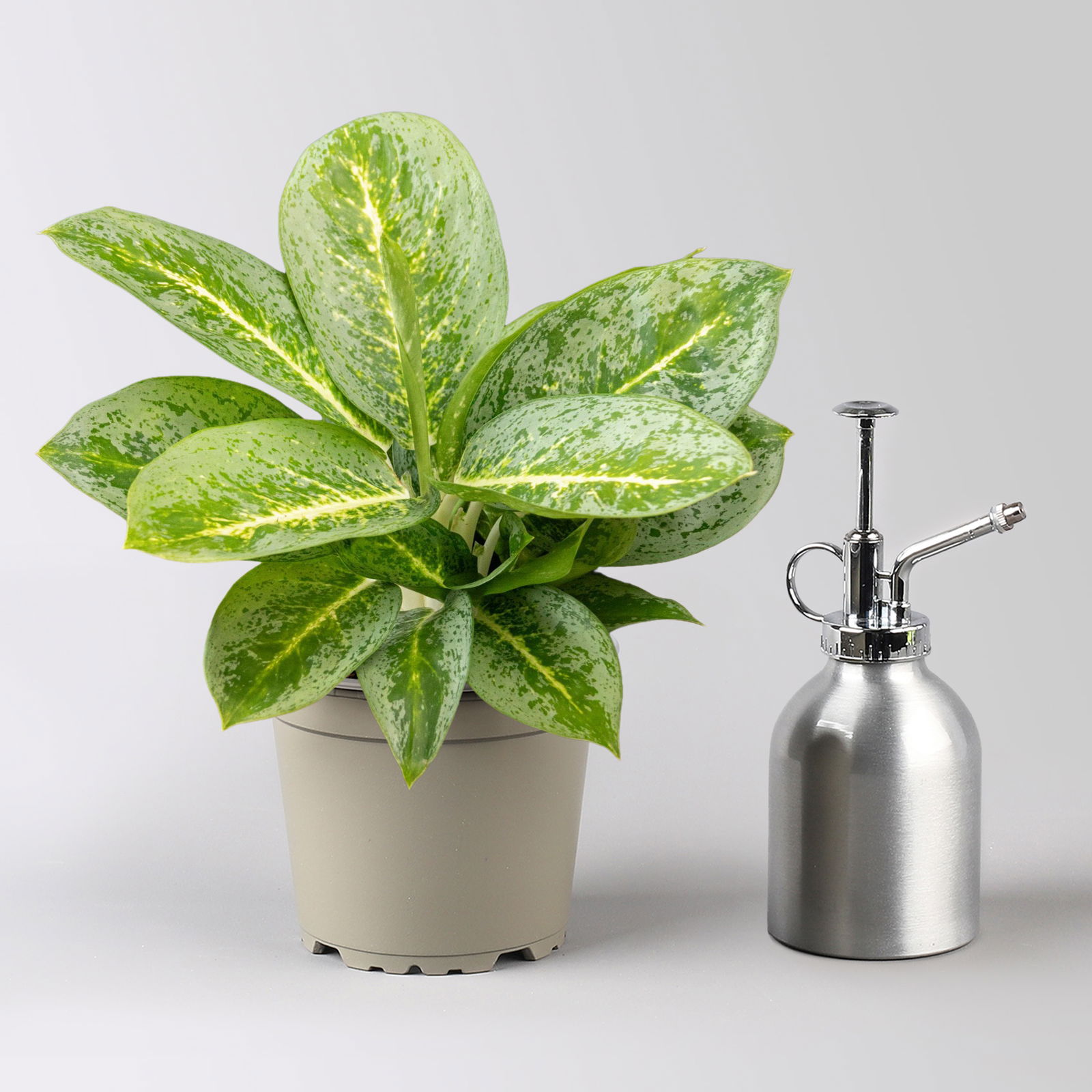 Aglaonema 'Lemon Mint', Topf-Ø 12 cm, Höhe ca. 35 cm, mit Übertopf Vibes weiß Aglaonema 'Lemon Mint', Topf-Ø 12 cm, Höhe ca. 35 cm, mit Übertopf Vibes weiß