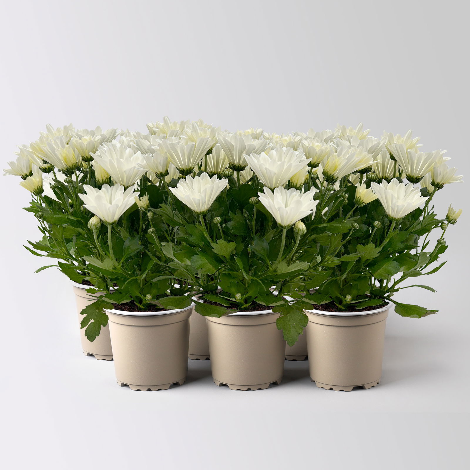 Chrysanthemen weiß, Topf-Ø 12 cm, 6 Stück