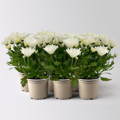 Chrysanthemen, weiß, Topf-Ø 12 cm, 6 Pflanzen Chrysanthemen, weiß, Topf-Ø 12 cm, 6 Pflanzen