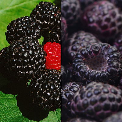 Himbeer-Set 'Dunkle Früchtchen', 4er-Set, Topf je 2 Liter Himbeer-Set 'Dunkle Früchtchen', 4er-Set, Topf je 2 Liter