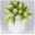 Blumenbund Tulpen 'Super Parrot', 20er-Bund, weiß-grün, inkl. gratis Grußkarte