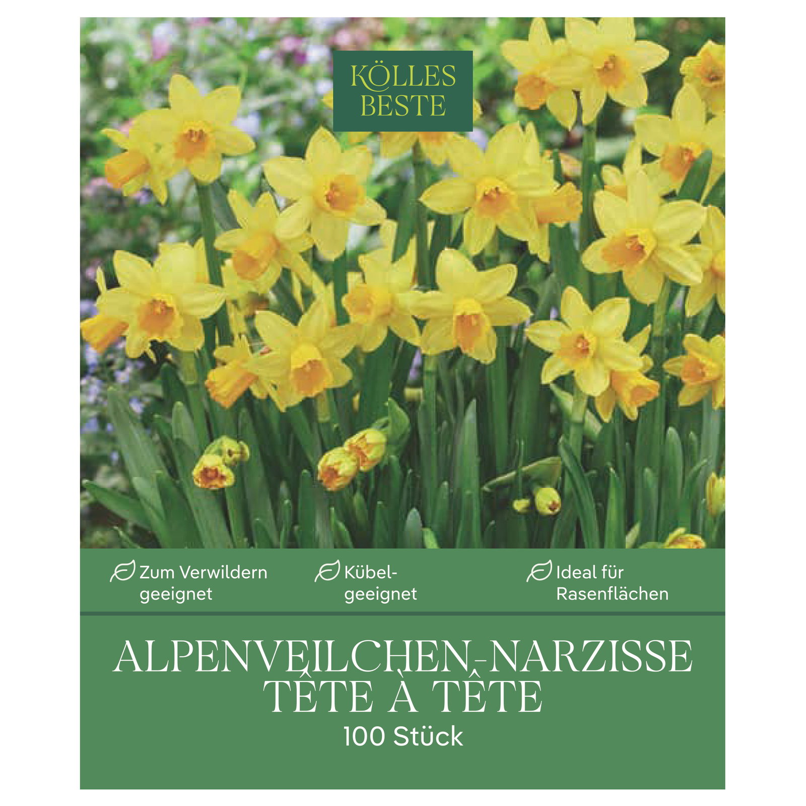 Kölles Beste Alpenveilchen-Narzisse 'Tête-à-Tête', 100 Blumenzwiebeln