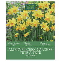Kölles Beste Alpenveilchen-Narzisse 'Tête-à-Tête', 100 Blumenzwiebeln