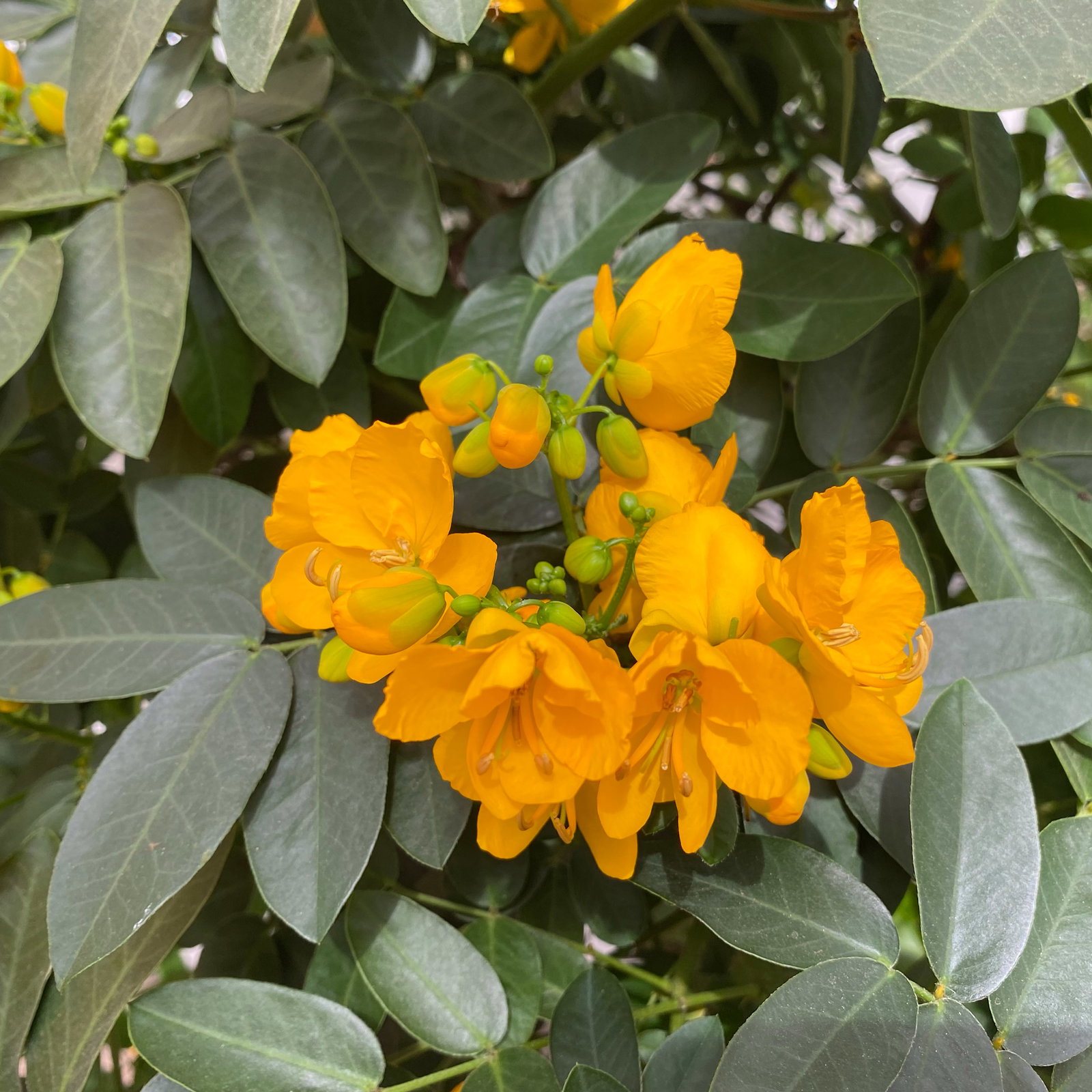 Gewürzrinde, gelb, Stamm, Topf-Ø 33, Höhe ca. 150 cm