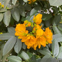 Gewürzrinde, gelb, Stamm, Topf-Ø 33, Höhe ca. 150 cm