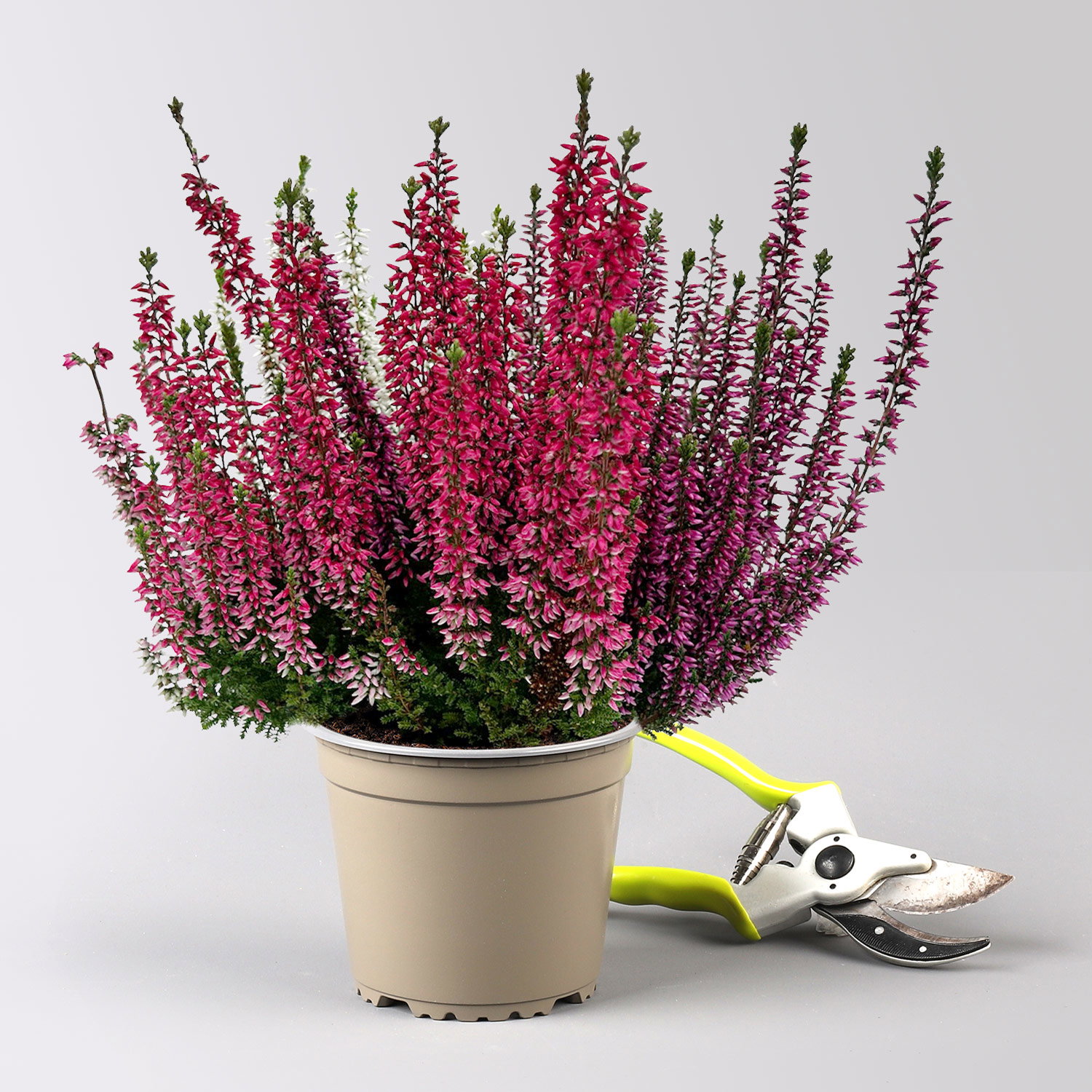 Calluna 'Beauty Ladies® Milca-Trio', lila-rot-weiß, Topf-Ø 11 cm, 6 Pflanzen Calluna 'Beauty Ladies® Milca-Trio', lila-rot-weiß, Topf-Ø 11 cm, 6 Pflanzen