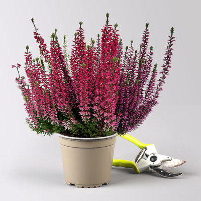 Calluna 'Beauty Ladies® Milca-Trio', lila-rot-weiß, Topf-Ø 11 cm, 6 Pflanzen Calluna 'Beauty Ladies® Milca-Trio', lila-rot-weiß, Topf-Ø 11 cm, 6 Pflanzen