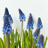 Traubenhyazinthe ‘Lindsay’, blau, vorgetrieben, Topf -Ø 15 cm, 3 Pflanzen