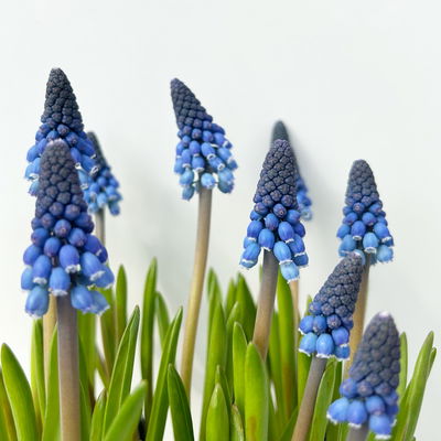 Traubenhyazinthe ‘Lindsay’, blau, vorgetrieben, Topf -Ø 15 cm, 3 Pflanzen