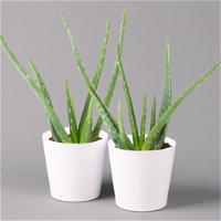 Aloe vera in Keramiktopf Dallas weiß, Topf-Ø 12 cm, Höhe ca. 20-35 cm, 2er-Set