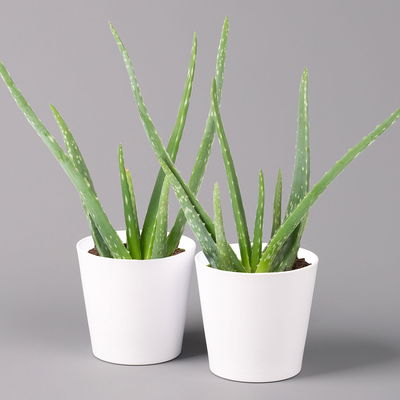 Aloe vera in Keramiktopf Dallas weiß, Topf-Ø 12 cm, Höhe ca. 20-35 cm, 2er-Set Aloe vera in Keramiktopf Dallas weiß, Topf-Ø 12 cm, Höhe ca. 20-35 cm, 2er-Set