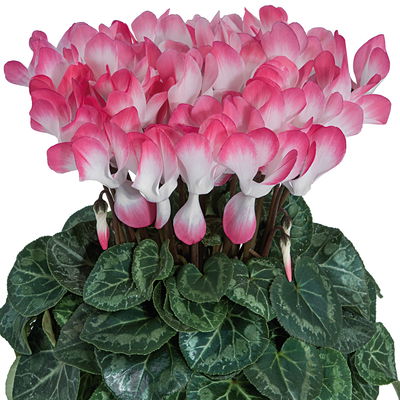 Alpenveilchen 'Indiaka® geflammt, Farben zufällig, Topf-Ø 12 cm, 6 Pflanzen