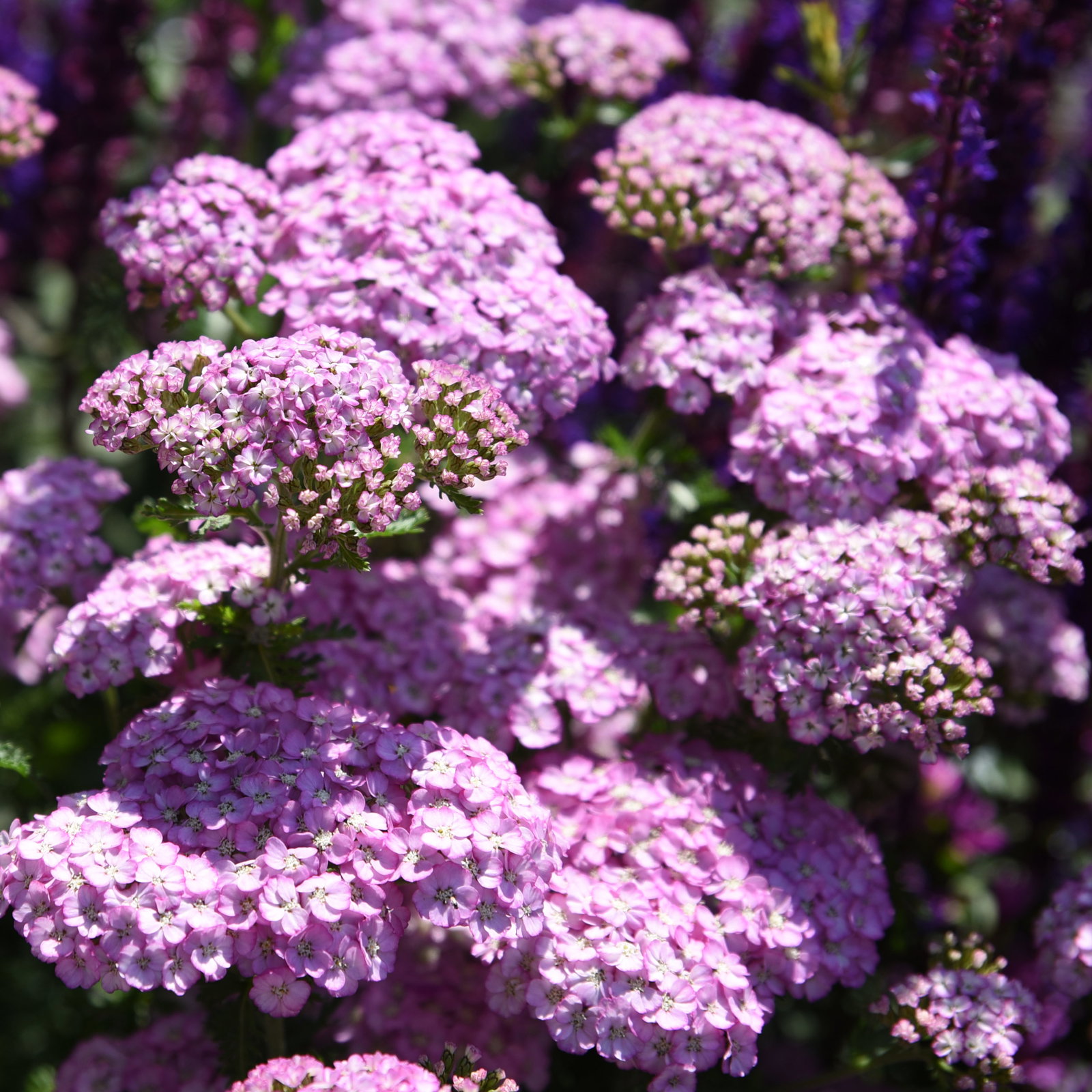 Schafgarbe, rosa, Höhe 60 cm, Topf 3 Liter Schafgarbe, rosa, Höhe 60 cm, Topf 3 Liter