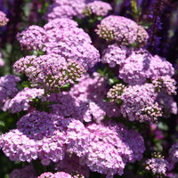 Schafgarbe, rosa, Höhe 60 cm, Topf 3 Liter Schafgarbe, rosa, Höhe 60 cm, Topf 3 Liter