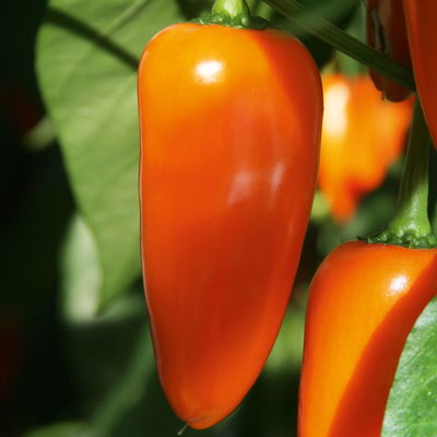 Snack Paprika 'Lubega® Mini Orange', Topf-Ø 10,5 cm, 6er-Set