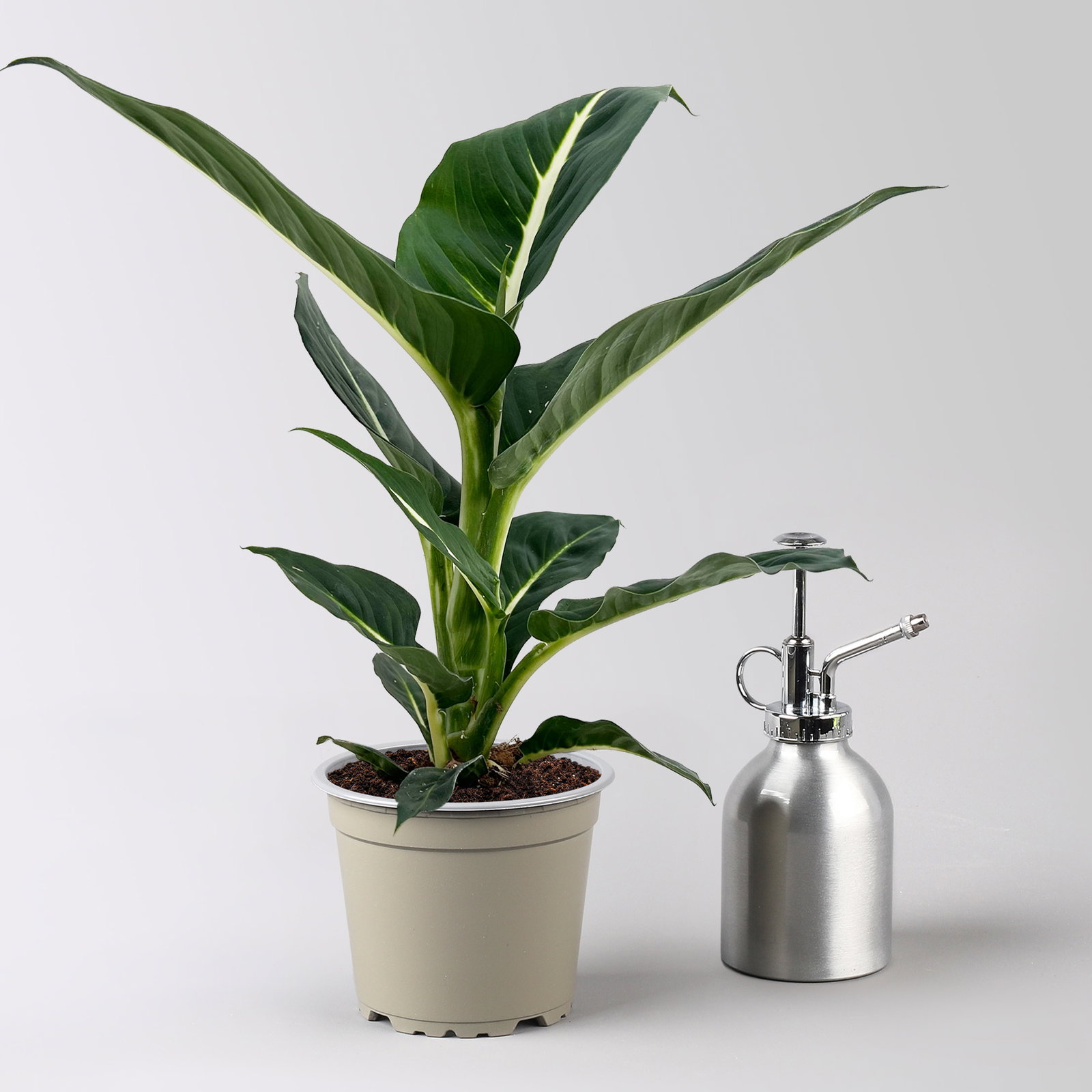 Dieffenbachie 'Green Magic', Topf-Ø 12 cm, 2 Pflanzen, inkl. Übertopf Byron