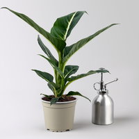 Dieffenbachie 'Green Magic', Topf-Ø 12 cm, 2 Pflanzen, inkl. Übertopf Byron