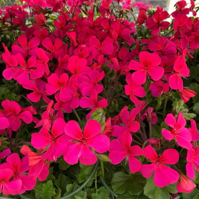 Geranie 'Rainbow Neon Purple', pink, hängend, Topf-Ø 13 cm, 6 Pflanzen Geranie 'Rainbow Neon Purple', pink, hängend, Topf-Ø 13 cm, 6 Pflanzen