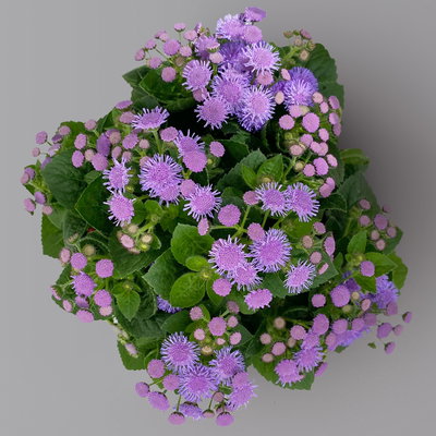 Leberbalsam blau, Topf-Ø 12 cm, 6er-Set