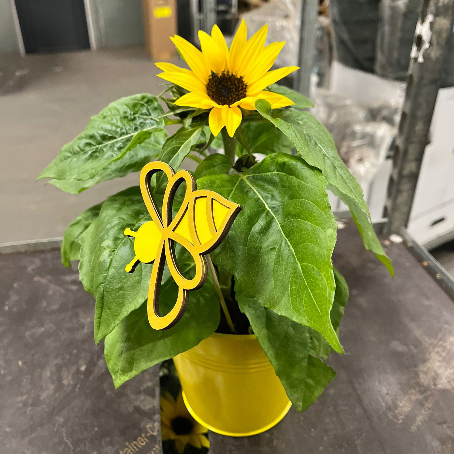 Sonnenblume, Topf-Ø 13 cm, in Zinkübertopf inkl. Stecker, 3 Pflanzen