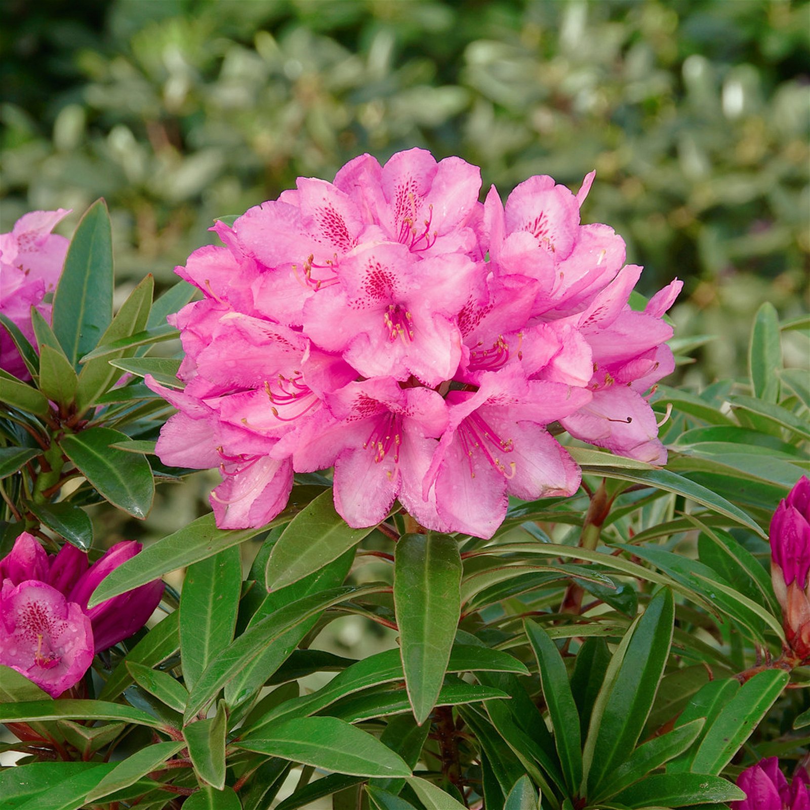 Rhododendron 'Graziella' hellrosa, 3er-Set, Höhe 20-30 cm, Topf 2,5 Liter