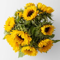 10 Sonnenblumen