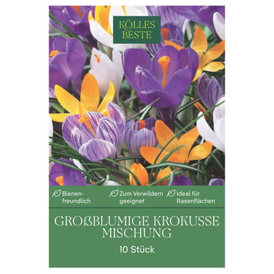 XXL Großblumige Krokusse Mischung, 10 Blumenzwiebeln